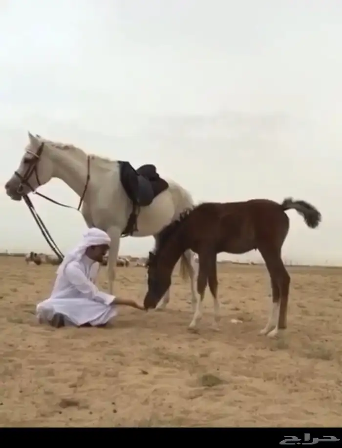 تأجير ركوب خيل بالساعة 0