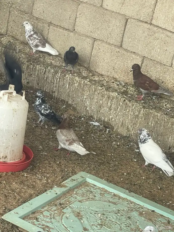 حمام مشكل 5