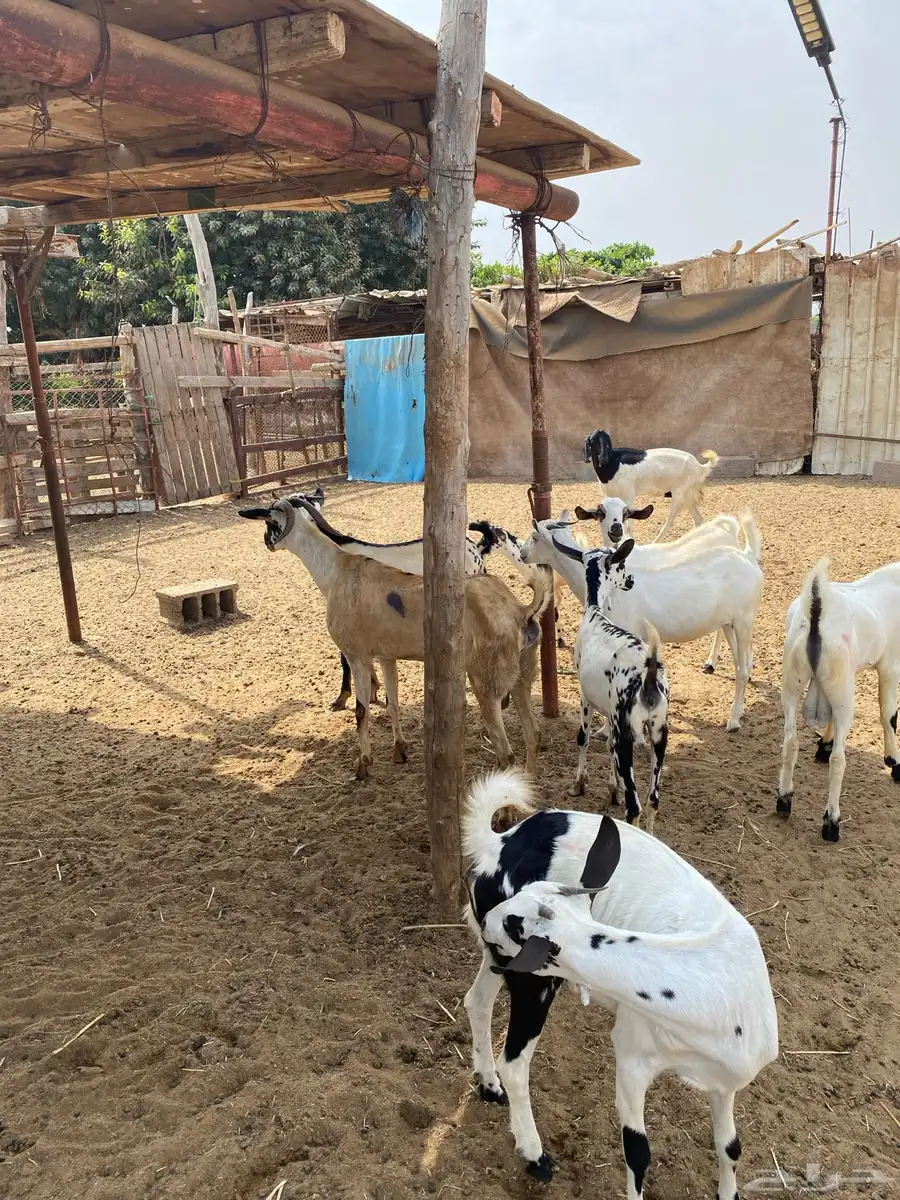ماعز بيشي للبيع 0