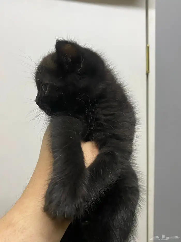 kitten british different color 1