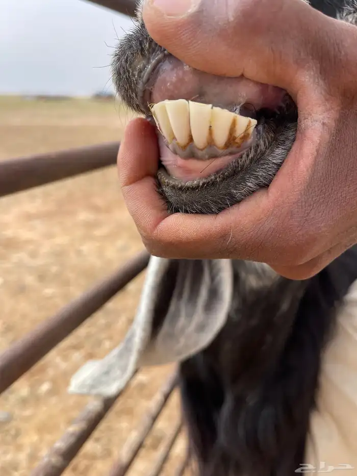 عنز حليب فاخره 7