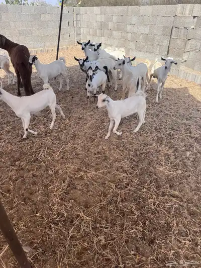 تويس مراح واحد 2