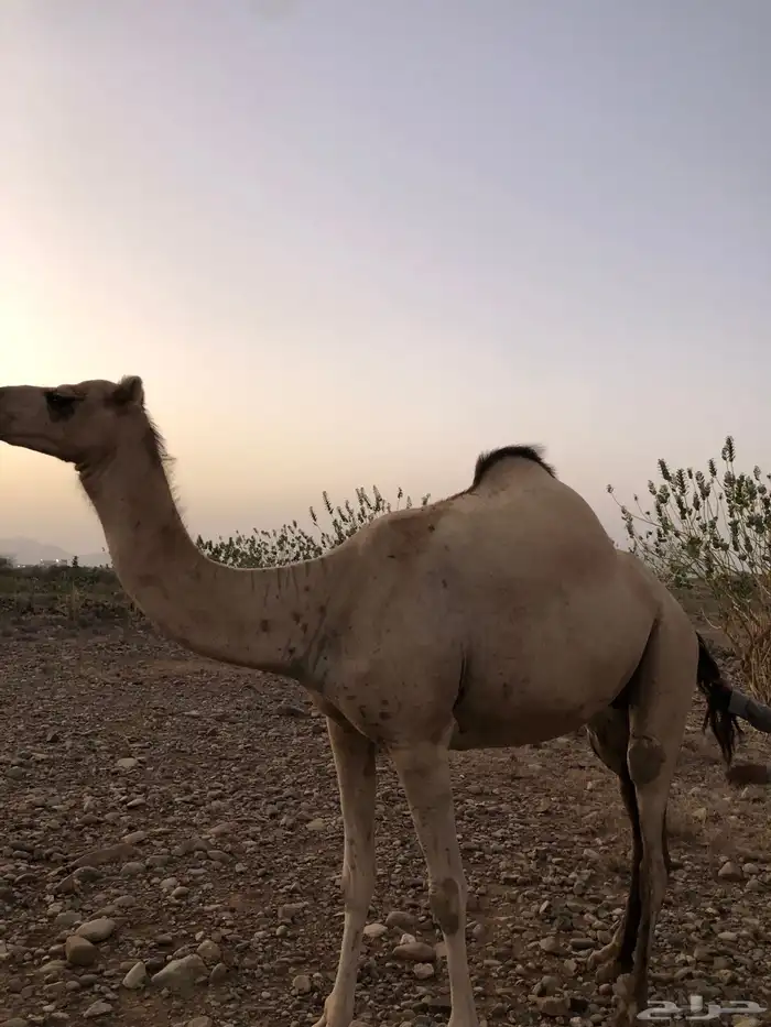 ناقه للبيع 1