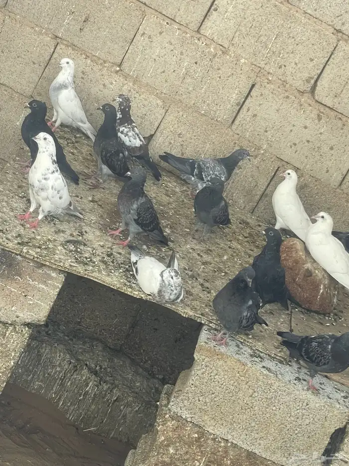 حمام مشكل 3