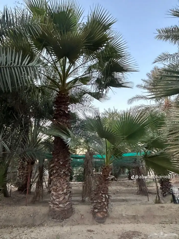 نخيل واشنطن 3
