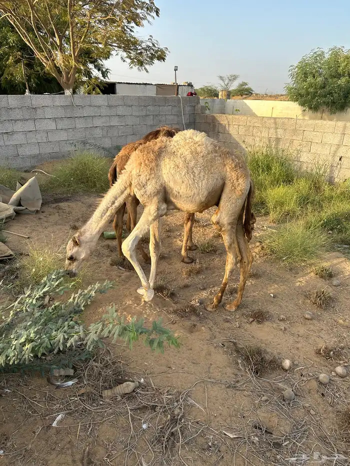 قعدان للبيع 0