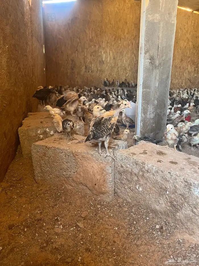 صوص دجاج 4