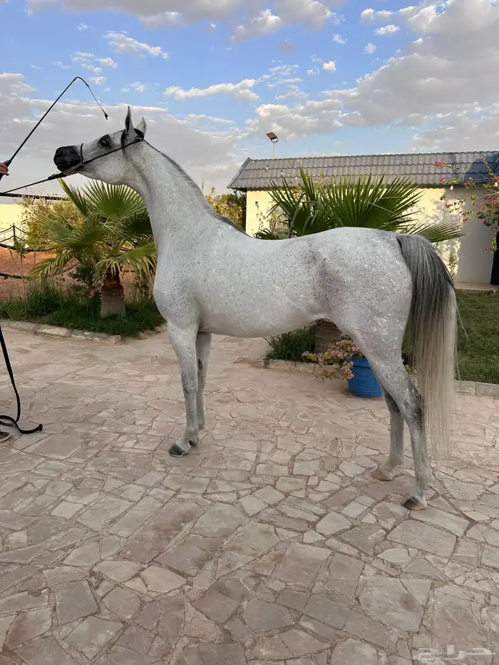 خدمه فحص الخيل قبل الشراء في مدينة الرياض وضواحيها 6