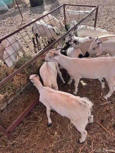 تويس مراح واحد 0