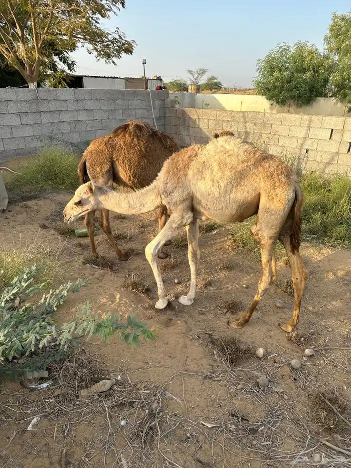 قعدان للبيع 1