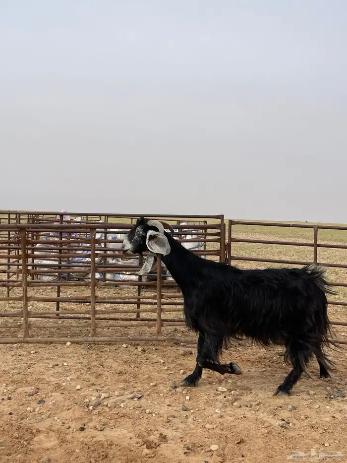 عنز حليب فاخره 3