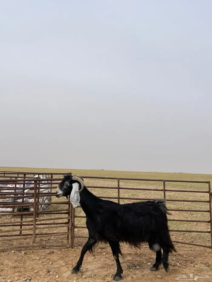 عنز حليب فاخره 2