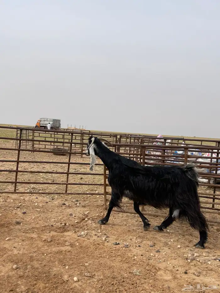 عنز حليب فاخره 6