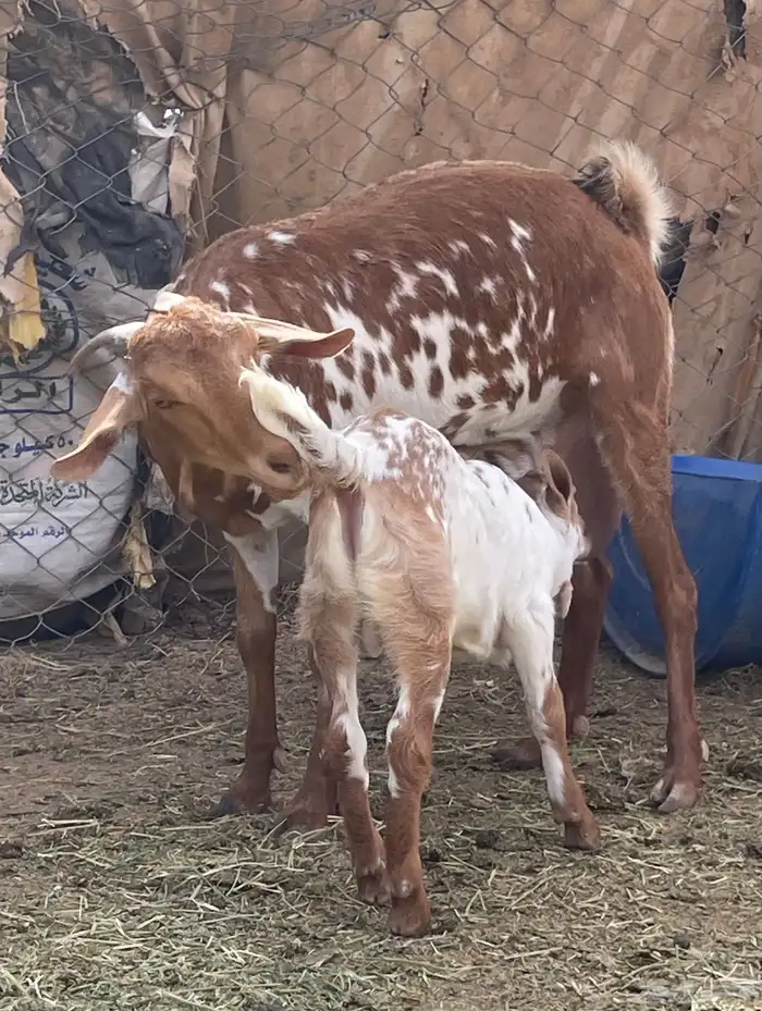 معزا بيشيات 6