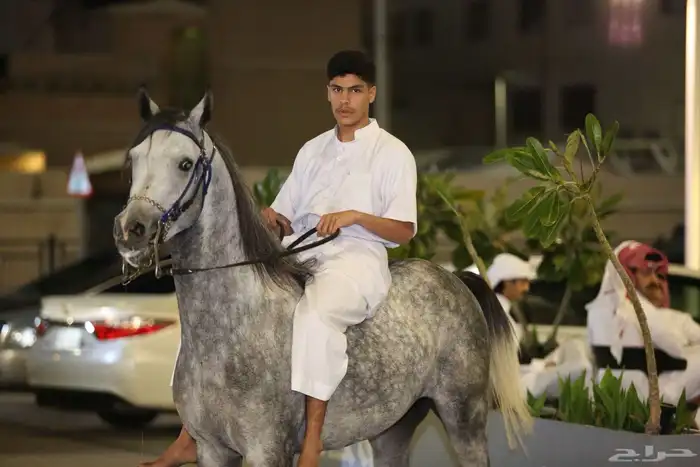 خيل 6