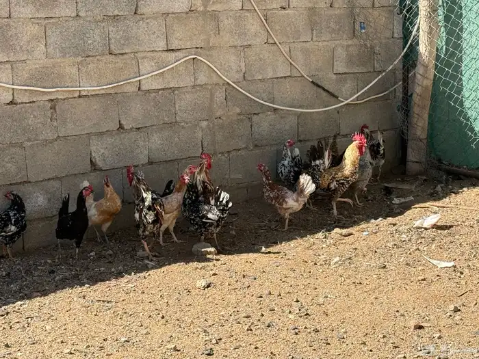 دجاج ماكنتوش فواخر 2