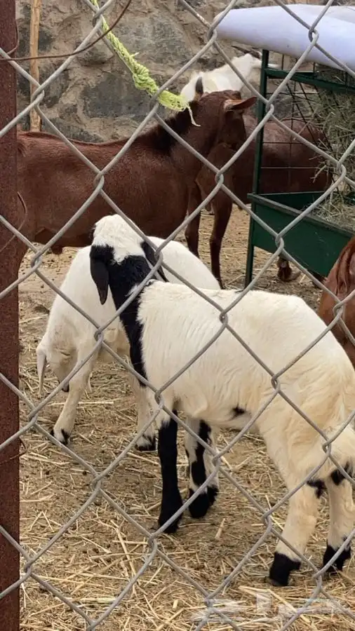 ذبايح مرابي عسير 10