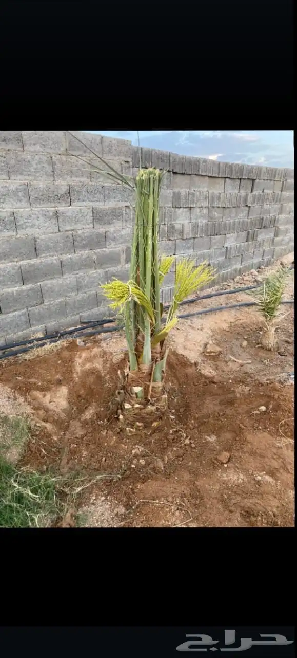 نخيل فاخر للبيع 5