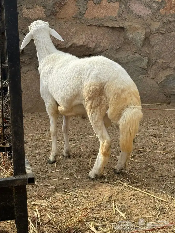 ذبايح مرابي عسير 2