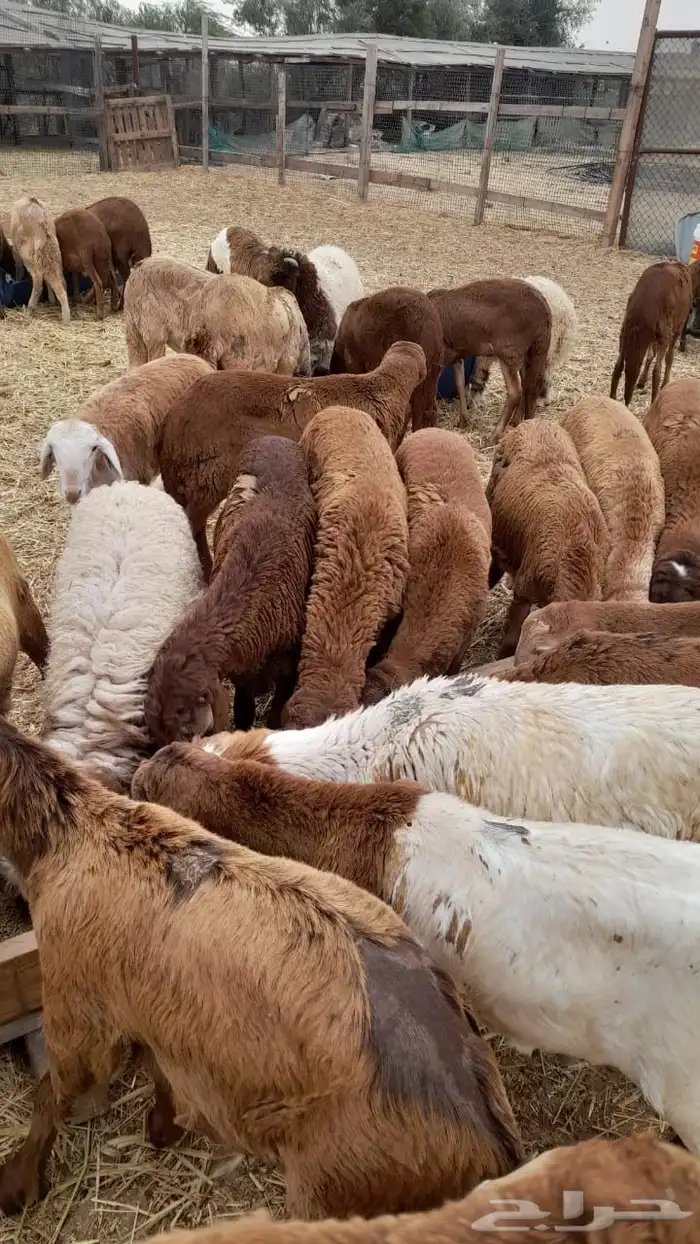 سوكني مرابي شهرين 0