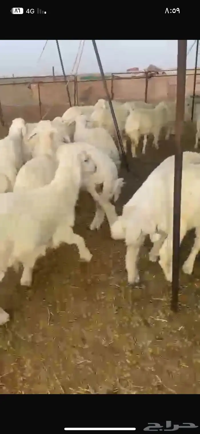 بهم حري شحم العمر 5الى6شهور العدد64ورخال8الموقع شمال عفيف 5