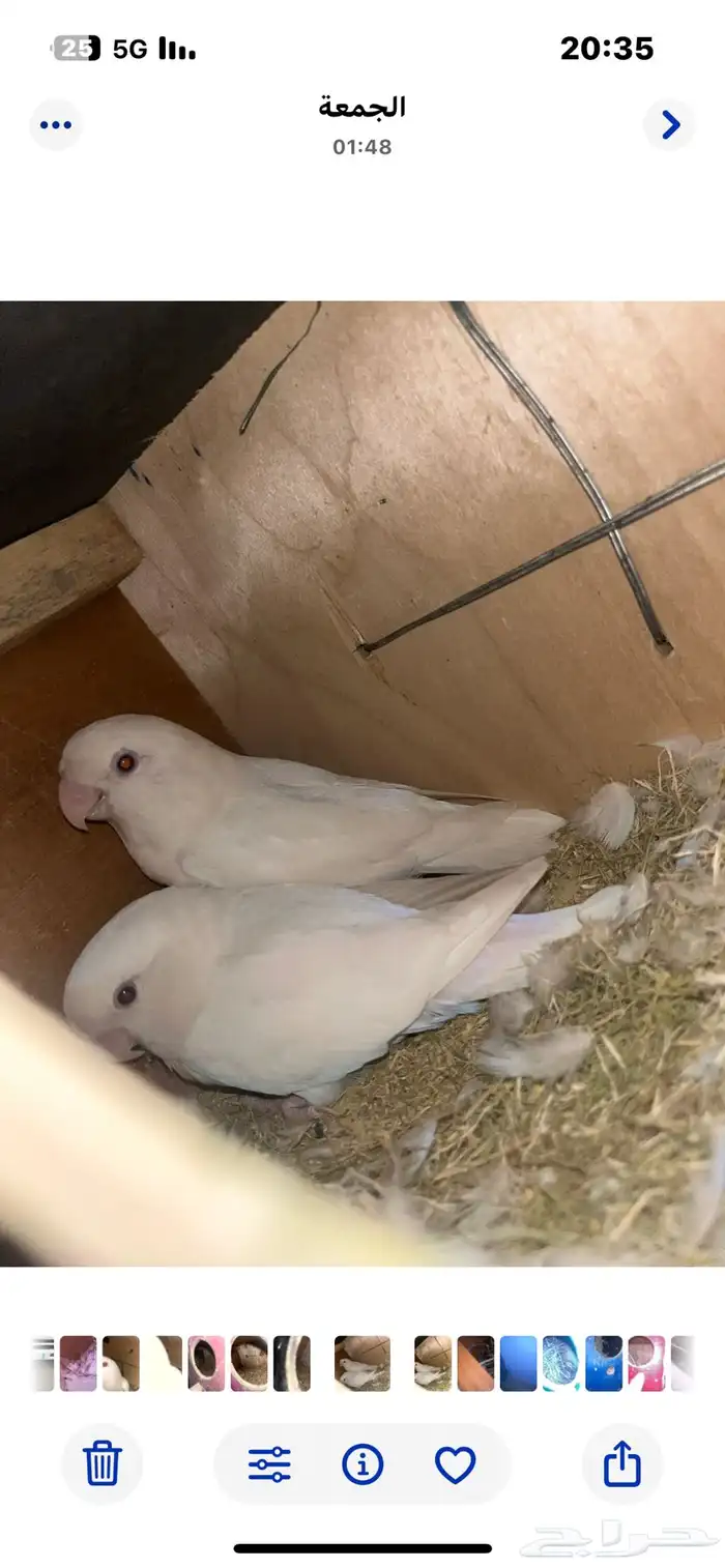 روز للبيع 4