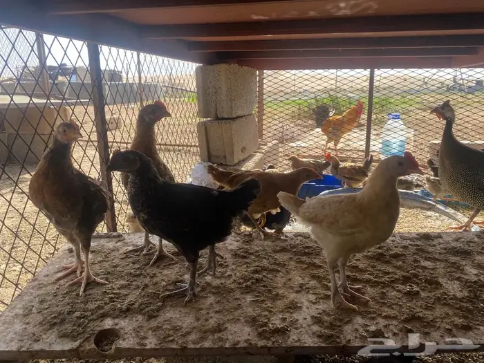 للبيع صوص دجاج العمر حوالي شهرين 0