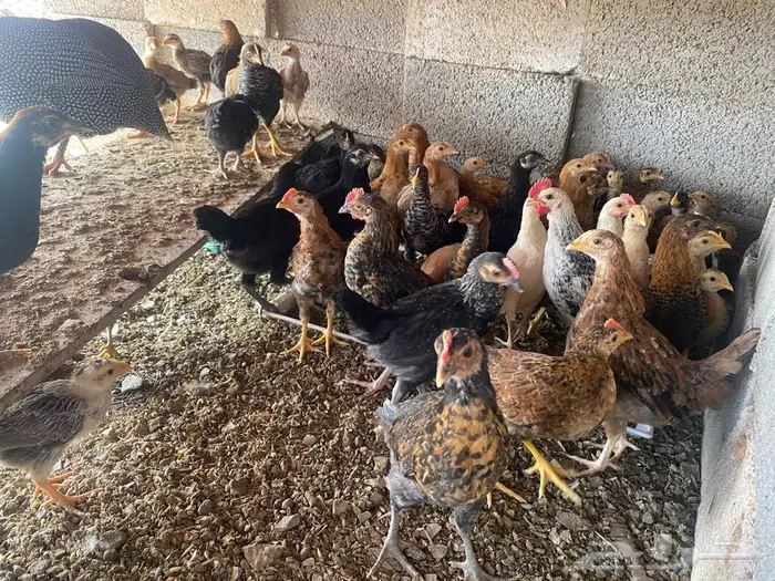 للبيع صوص دجاج العمر حوالي شهرين 2