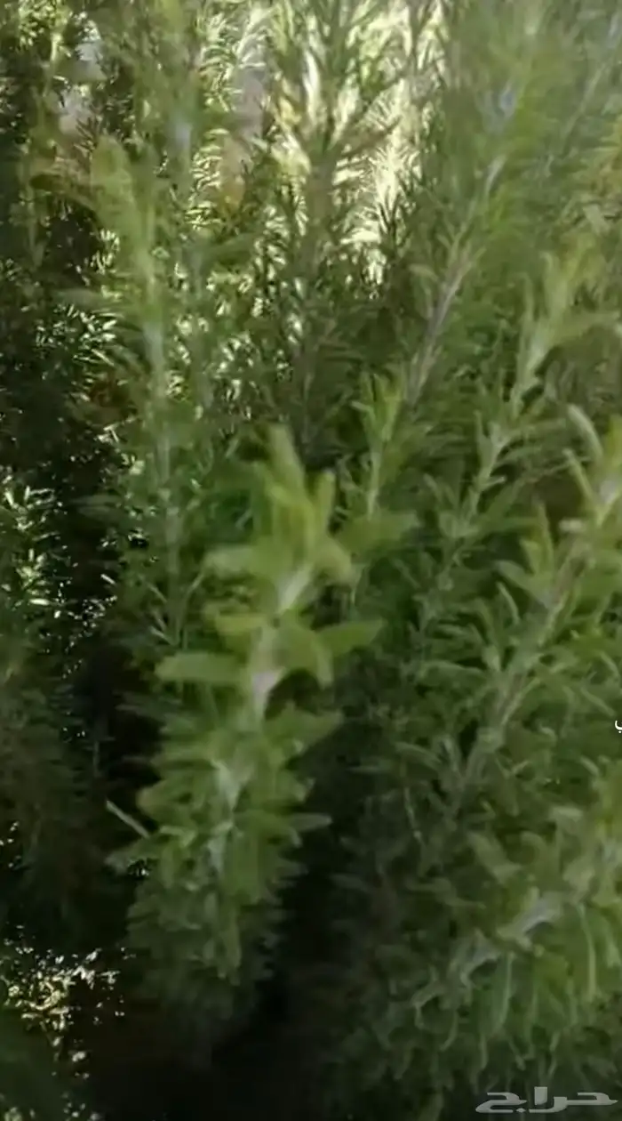 إكليل الجبل يوجد لدينا 500. كيلو. (خمس مية كيلوا). 3