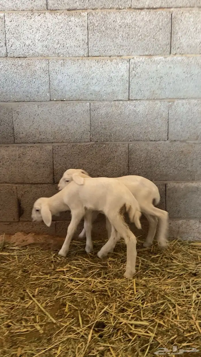شاه حريه متاومه 2