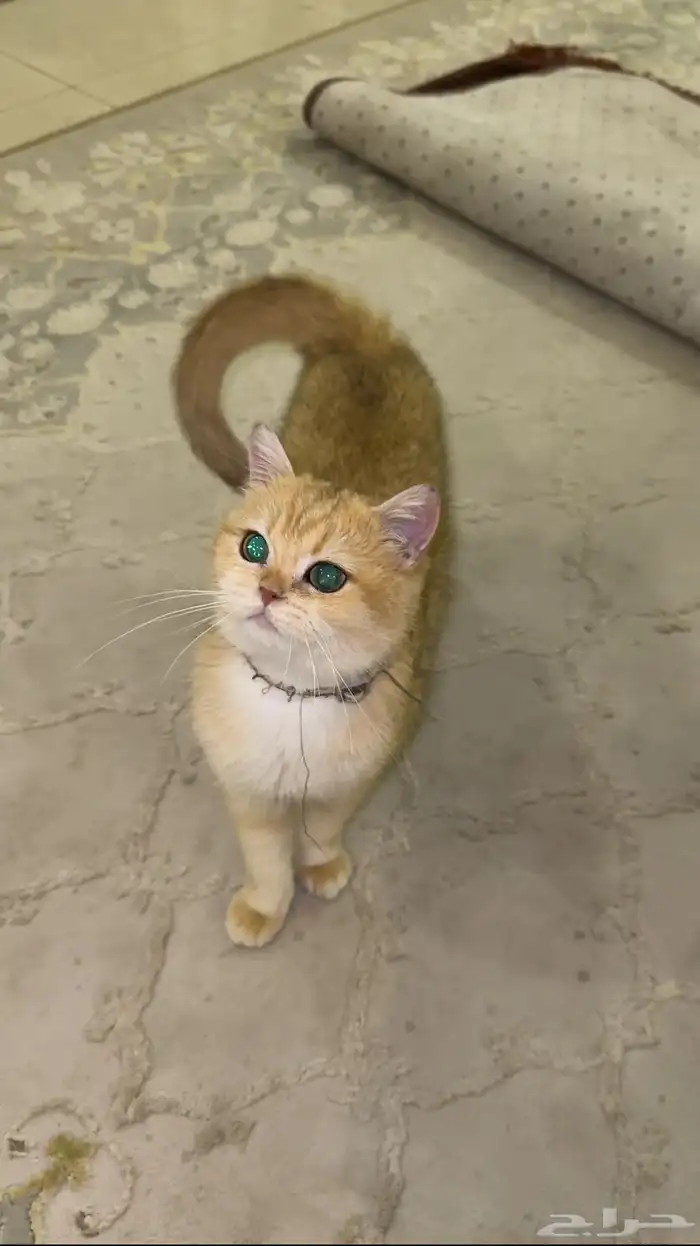 قطة بريتش 6
