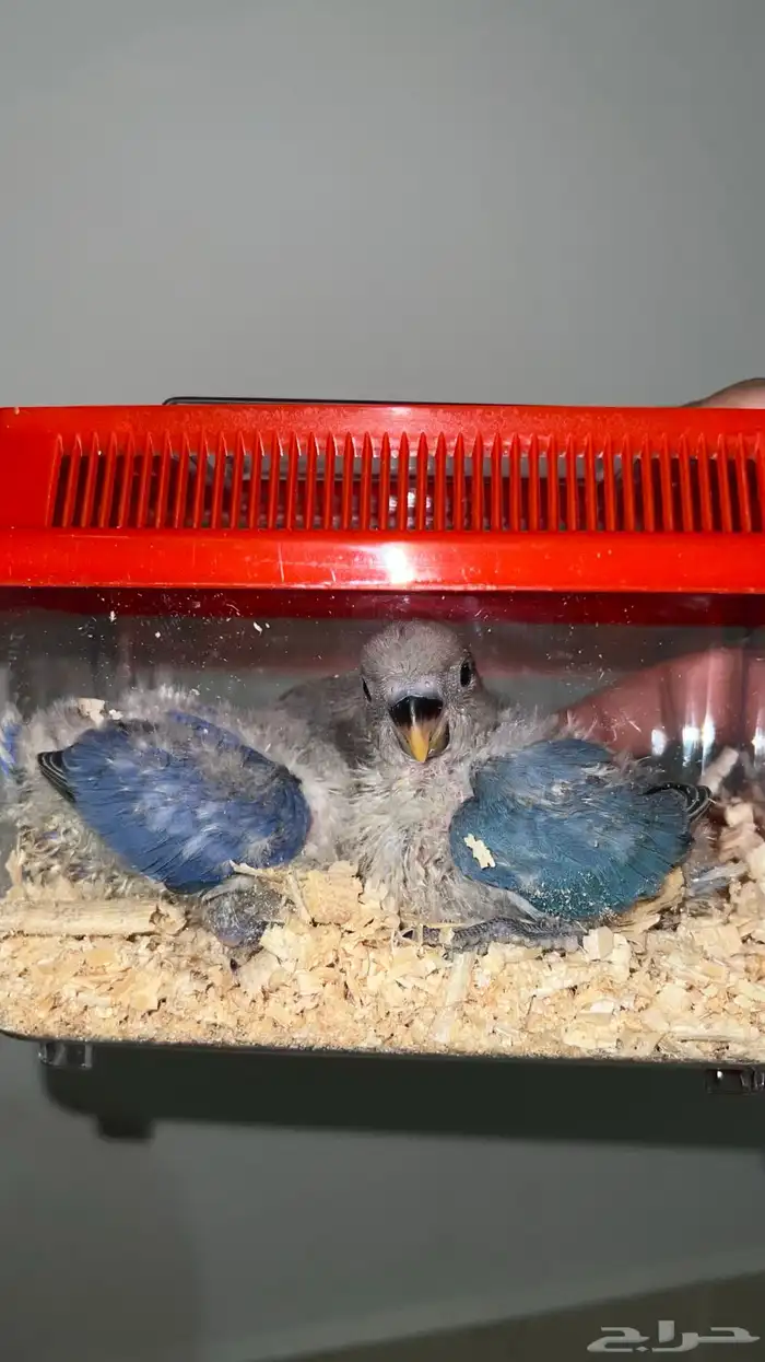 روز غر فايلوت ازرق 2