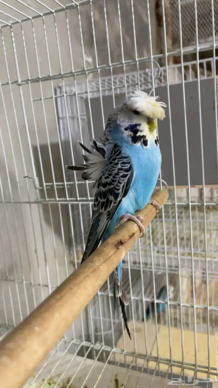 بادجي انجليزي بفروخه 0