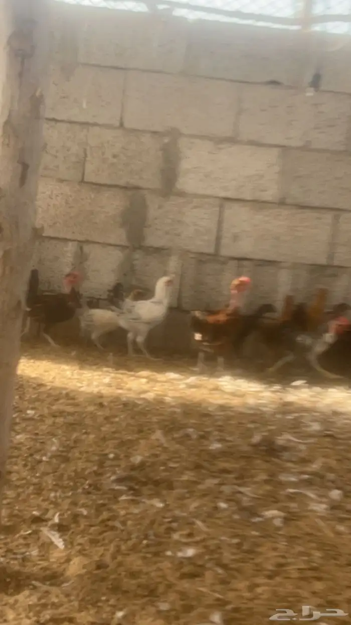 دجاج بلدي عمر 3 شهور وعمر 4 شهور 0