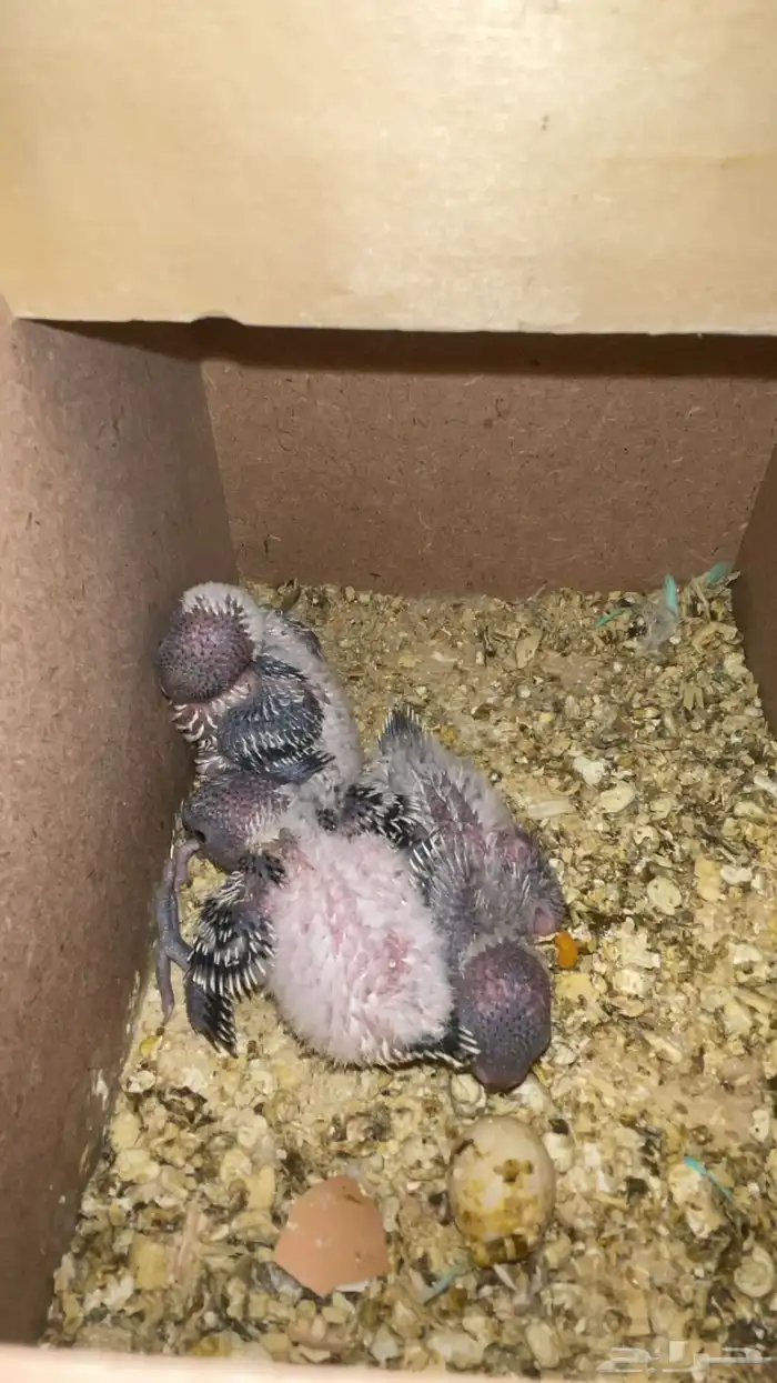 بادجي انجليزي بفروخه 2