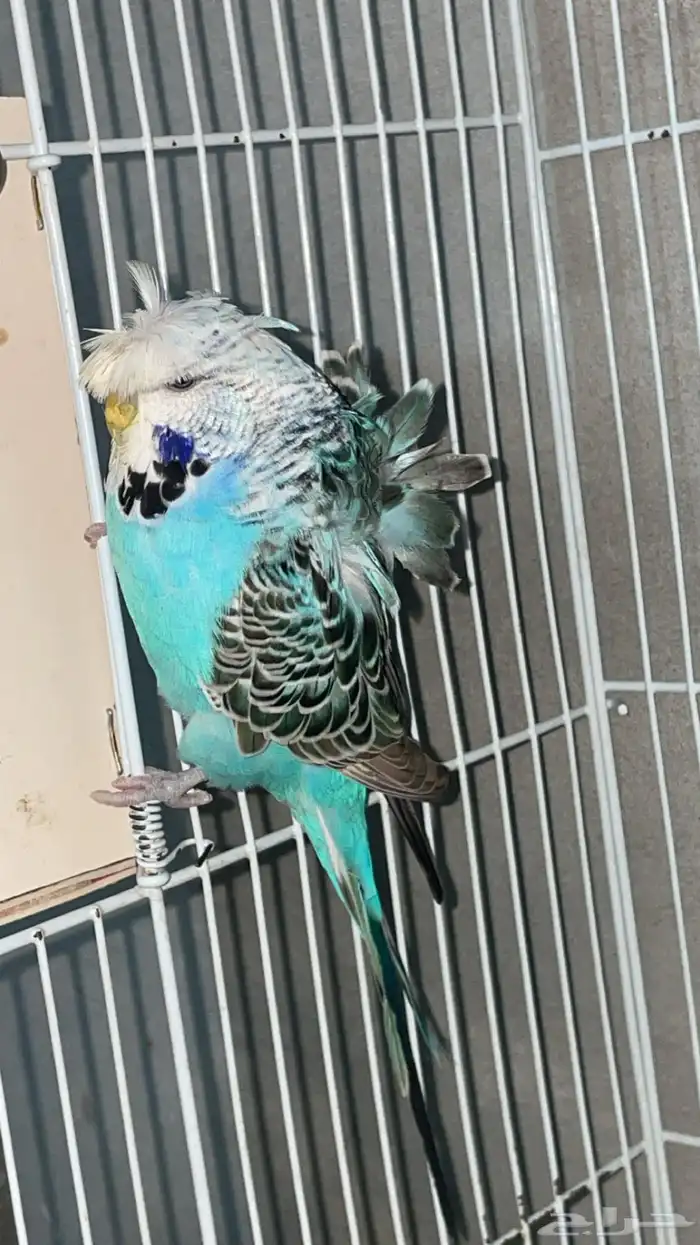 بادجي انجليزي بفروخه 4