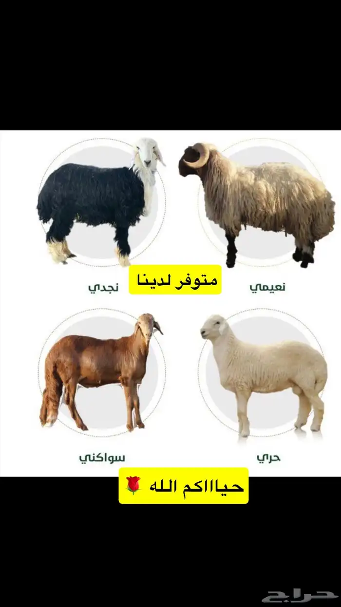 ذبائح محافظة الرس 4