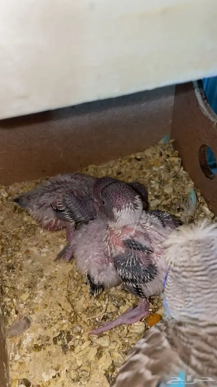 بادجي انجليزي بفروخه 3