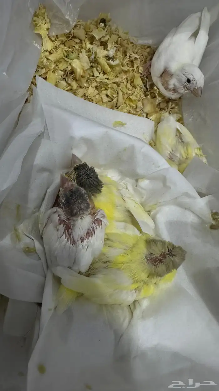 فروخ غر كناري تم البيع 1