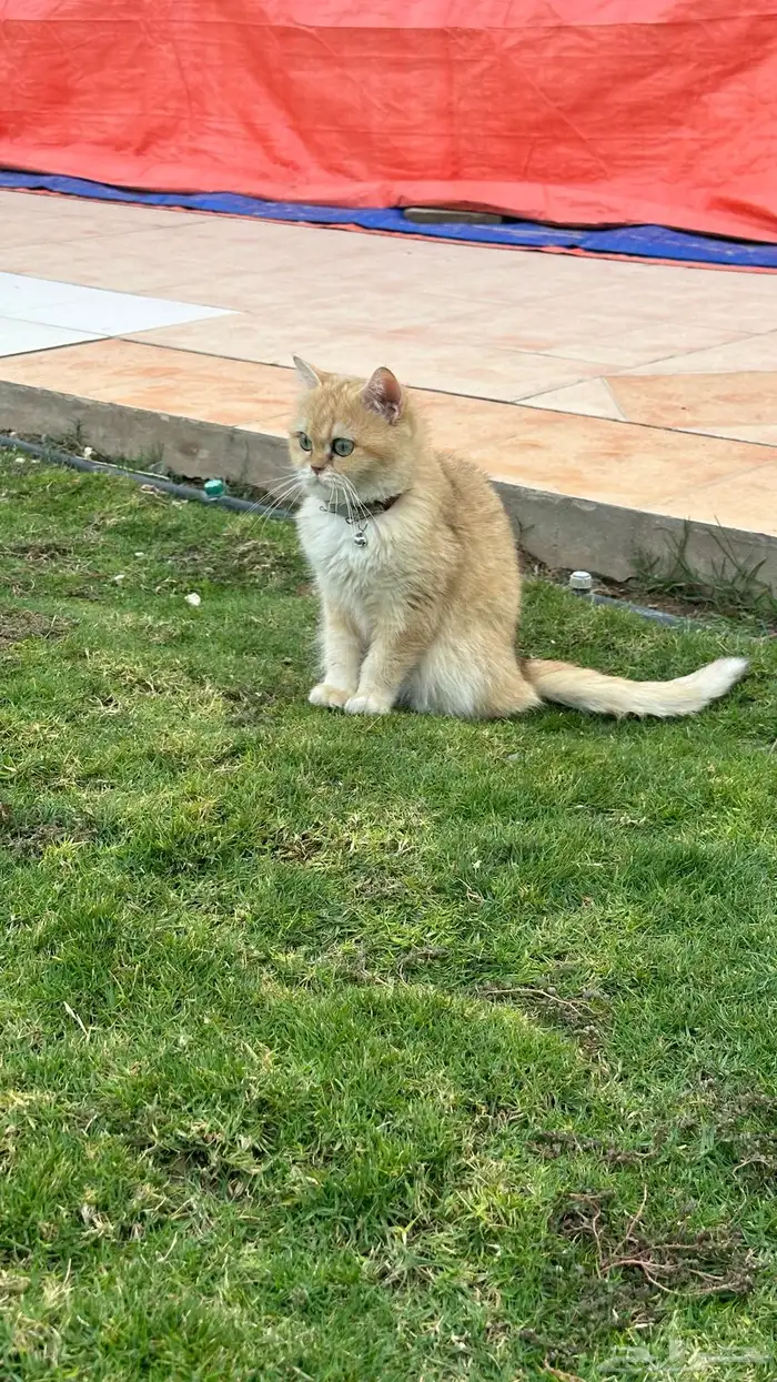 قطة بريتش 10