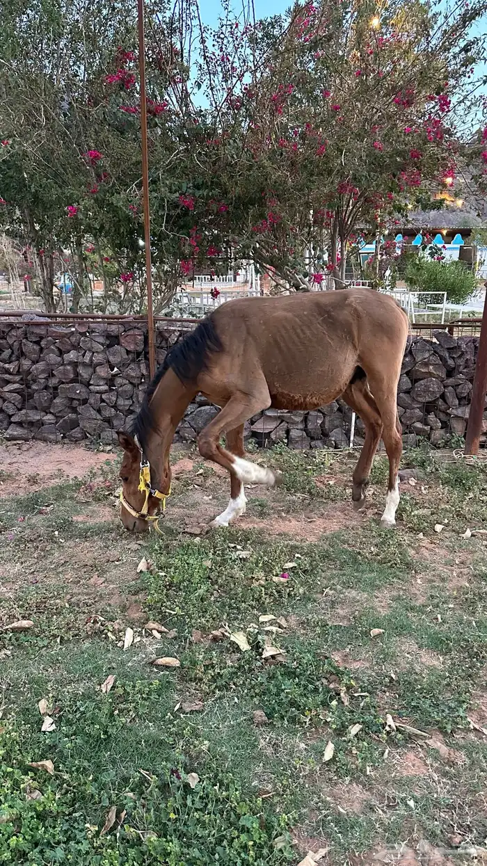 مهر واهو خط سرعه 1