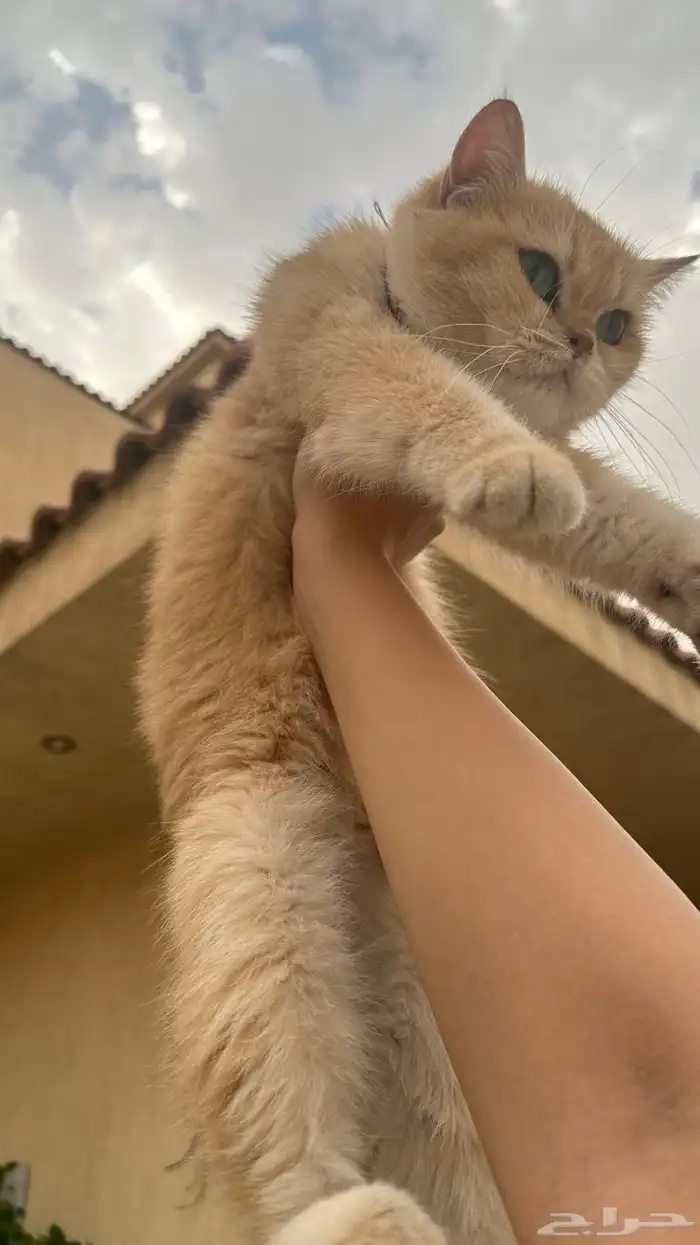 قطة بريتش 9