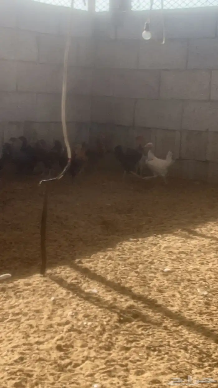 دجاج بلدي عمر 3 شهور وعمر 4 شهور 1