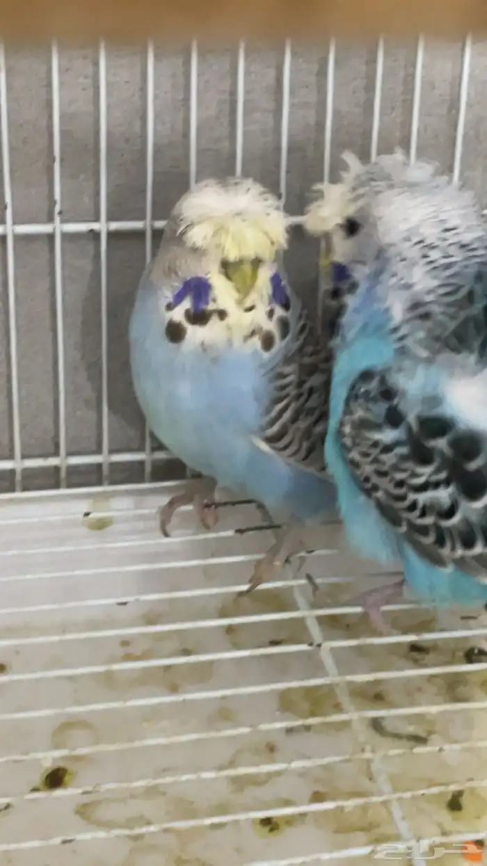 بادجي انجليزي بفروخه 6