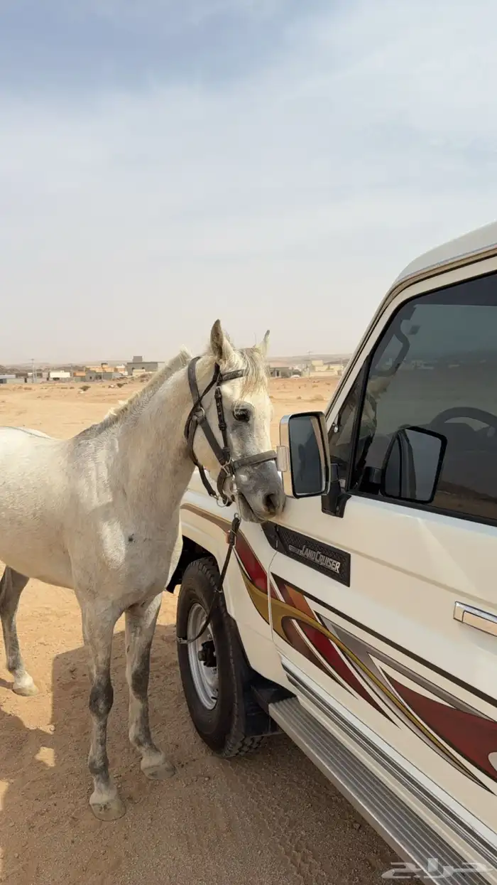 حصان شعبي طرب وسرعه 1
