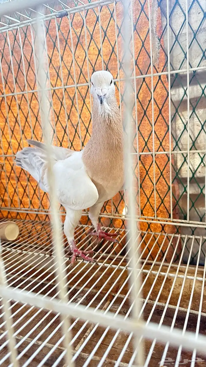 حمام 1