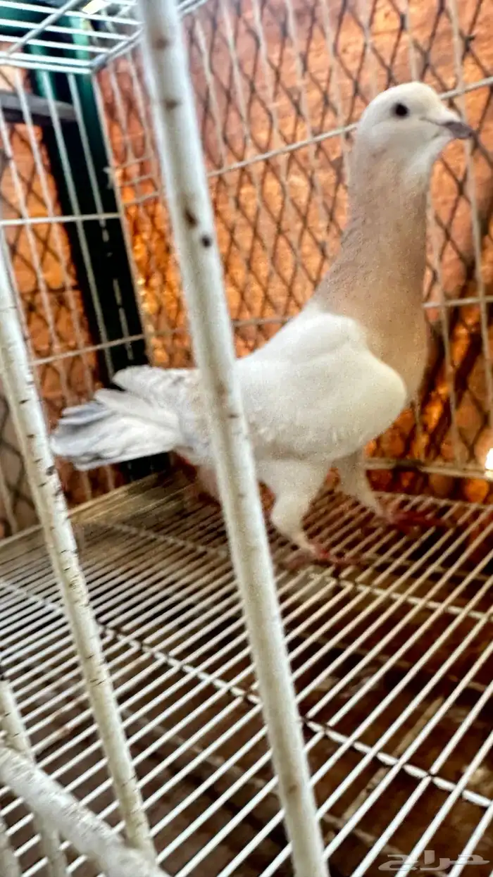 حمام 2