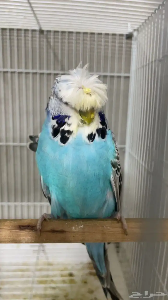 بادجي انجليزي بفروخه 1