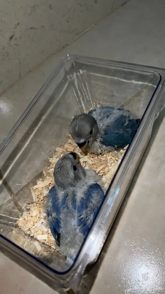 روز غر فايلوت ازرق 0