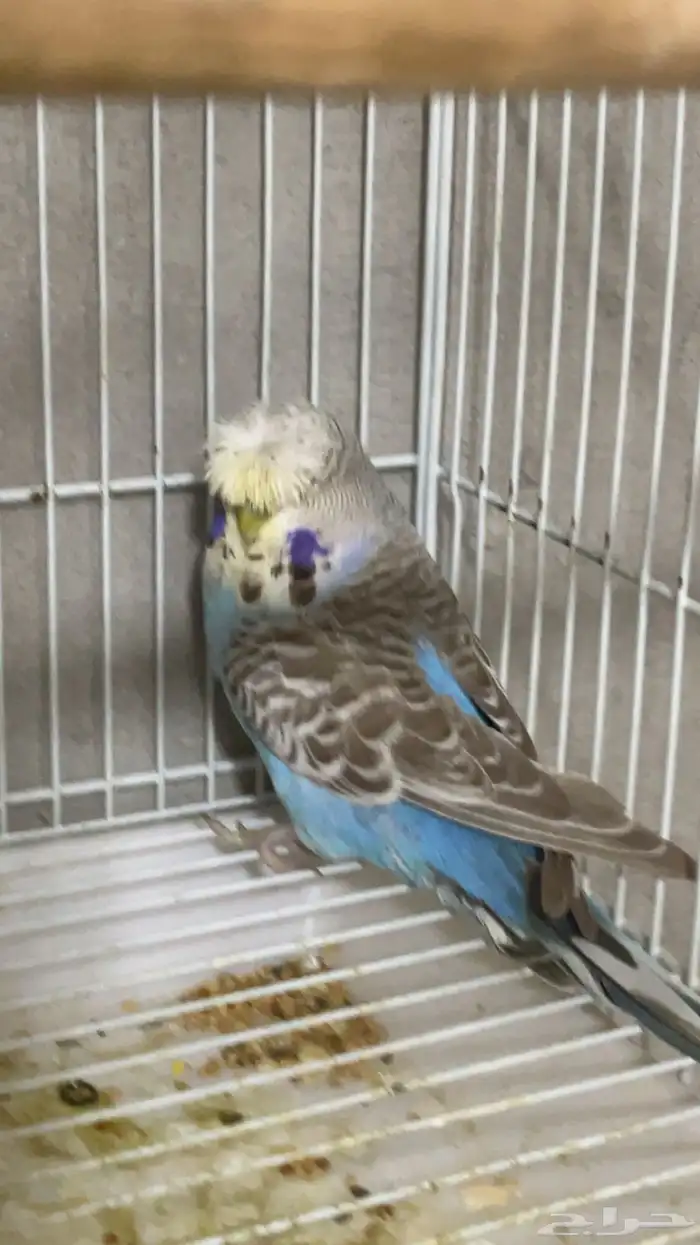 بادجي انجليزي بفروخه 5